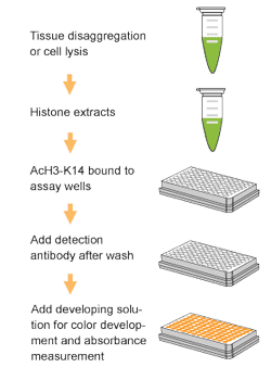 Schematic procedure for using the EpiQuik Global Acetyl Histone H3K14 Quantification Kit (Colorimetric).