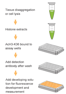 Schematic procedure for using the EpiQuik Global Di-Methyl Histone H3K4 Quantification Kit (Colorimetric).