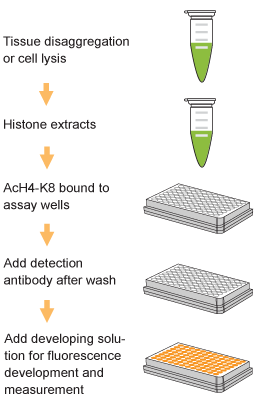 Schematic procedure for using the EpiQuik Global Di-Methyl Histone H3K4 Quantification Kit (Colorimetric).