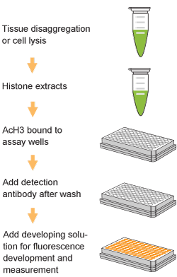 EpiQuik Total Histone H3 Acetylation Detection Fast Kit (Fluorometric) (96 assays)