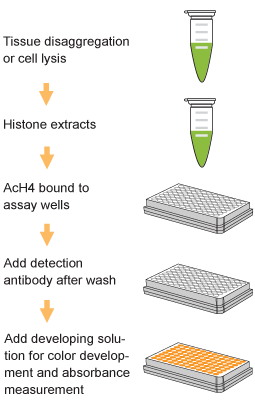 EpiQuik Total Histone H4 Acetylation Detection Fast Kit (Colorimetric) (96 assays)