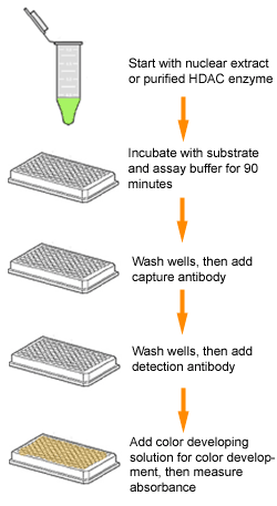 Schematic procedure of the Epigenase HDAC Activity/Inhibition Direct Assay Kit (Colorimetric).
