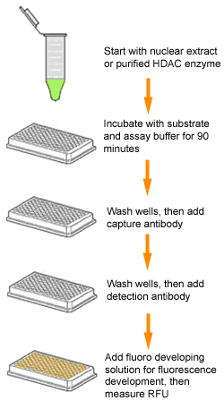 Schematic procedure of the Epigenase HDAC Activity/Inhibition Direct Assay Kit (Fluorometric).