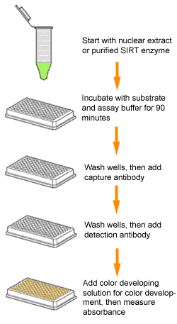 Schematic procedure of the Epigenase Universal SIRT Activity/Inhibition Assay Kit (Colorimetric).