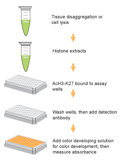 Schematic procedure for using the EpiQuik Global Acetyl Histone H3K27 Quantification Kit (Colorimetric).