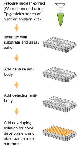 Schematic procedure for the EpiQuik HDAC Activity/Inhibition Assay Kit (Colorimetric).