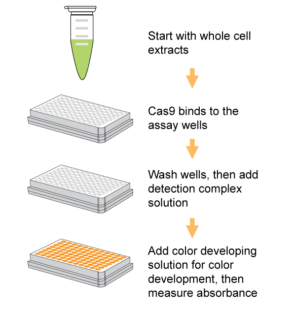 Schematic procedure of the EpiQuik CRISPR/Cas9 Assay ELISA Kit (Colorimetric).