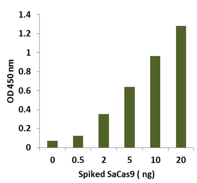SaCas9 proteins are spiked into 1 ug of K562 cell extracts at the different concentrations. The amount of the SaCas9 proteins was measured using the EpiQuik CRISPR/SaCas9 (S. aureus) Assay ELISA Kit (Colorimetric).