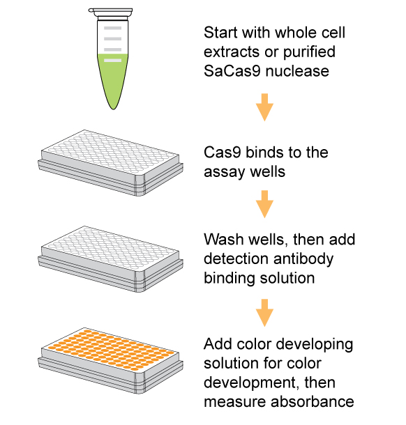 Schematic procedure of the EpiQuik CRISPR/SaCas9 (S. aureus) Assay ELISA Kit (Colorimetric).