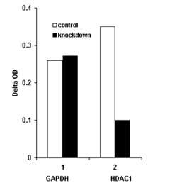 Quantification of HDAC1 knockdown. MCF-7 cells were treated or untreated with HDAC1 siRNA. Protein extracts were prepared and used for detection of HDAC1 protein level.