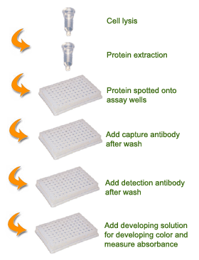 Schematic procedure for using the QuantiSir General Gene Knockdown Quantification Kit.