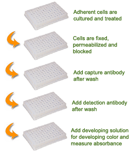 Schematic procedure for using the EpiQuik In Situ DNA Damage Assay Kit.