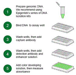 Schematic procedure for the EpiQuik� 8-OHdG DNA Damage Quantification Direct Kit  (Colorimetric).