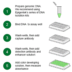 Schematic procedure for the EpiQuik 8-OHdG DNA Damage Quantification Direct Kit  (Colorimetric).