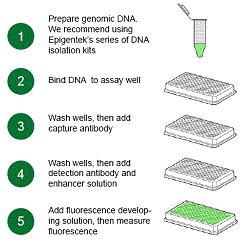 Schematic procedure for the EpiQuik&trade; 8-OHdG DNA Damage Quantification Direct Kit&nbsp;(Fluorometric).