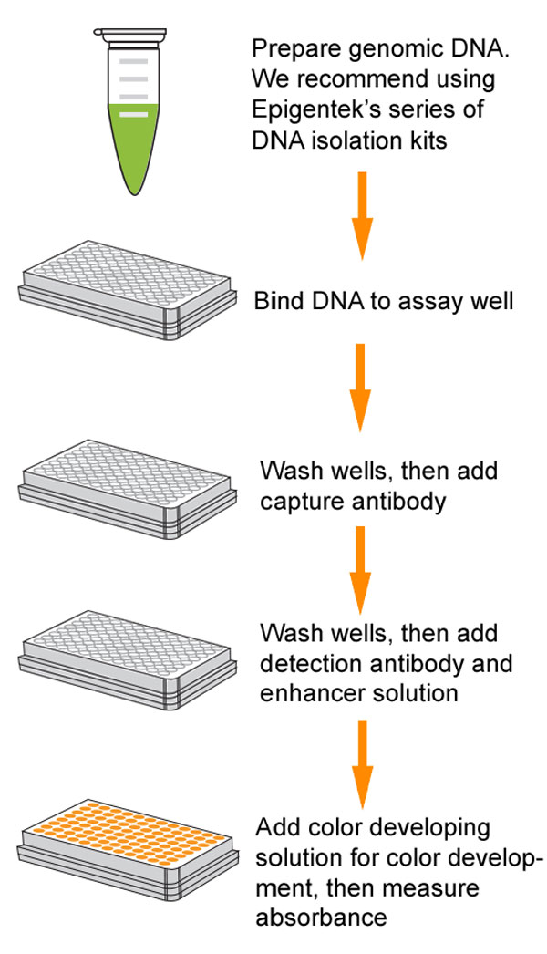 EpiQuik 8-OHdG DNA Damage Quantification Direct Kit (Colorimetric)