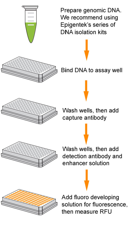 EpiQuik 8-OHdG DNA Damage Quantification Direct Kit (Fluorometric)