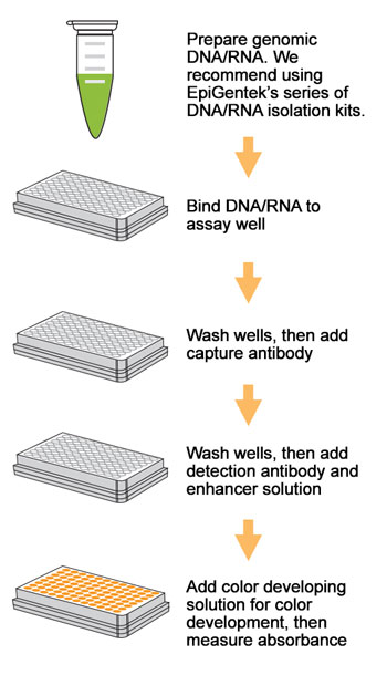 EpiQuik Nitrosative (8-Nitroguanine) DNA/RNA Damage Quantification Kit (Colorimetric)