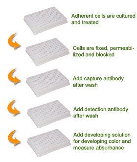 Schematic procedure for using the EpiQuik In Situ Histone H3 Phosphorylation (Ser10) Assay Kit.