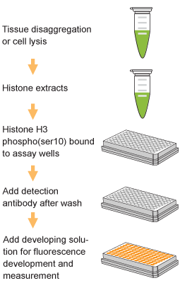 Schematic procedure for using the EpiQuik Global Histone H3 Phosphorylation (Ser10) Assay Kit (Fluorometric).