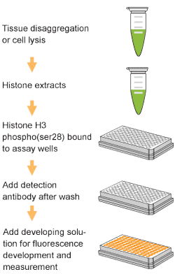 Schematic procedure for using the EpiQuik Global Histone H3 Phosphorylation (Ser28) Assay Kit (Fluorometric).