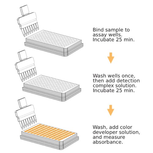 SpeedRun One-Hour MBD2 ELISA Kit (Colorimetric)