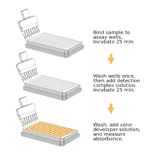 SpeedRun One-Hour MBD1 ELISA Kit (Colorimetric)