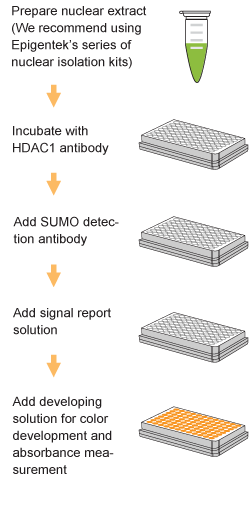 Schematic procedure for using the EpiQuik In Vivo HDAC1 Sumoylation Assay Kit.