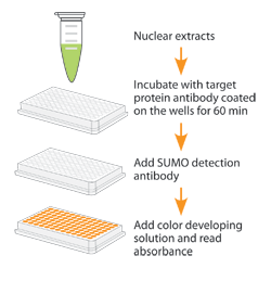Schematic Procedure for Using the EpiQuik&trade; In Vivo Protein Sumoylation Assay Ultra Kit (Colorimetric).