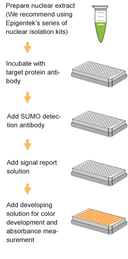 Schematic procedure for the EpiQuik In Vivo Universal Protein Sumoylation Assay Kit.