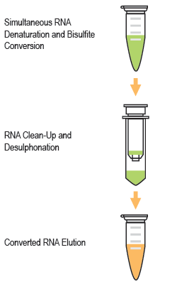 Schematic procedure of the Methylamp RNA Bisulfite Conversion Kit to obtain converted RNA.