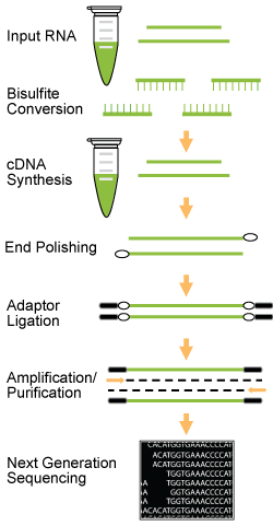Workflow of the EpiNext&trade; RNA Bisulfite-Seq Kit (Illumina).