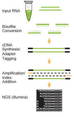 Workflow of the EpiNext� 5-mC RNA Bisulfite-Seq Easy Kit (Illumina).