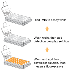 Schematic procedure for the MethylFlash 5-mC RNA Methylation ELISA Easy Kit (Fluorometric).