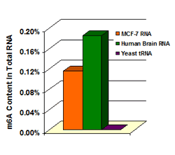 Quantification of m6A RNA methylation in different samples.  200 ng of RNA isolated from different tissues or cells were added into the assay wells and the m6A contained in RNA was measured using the EpiQuik m6A RNA Methylation Quantification Kit.