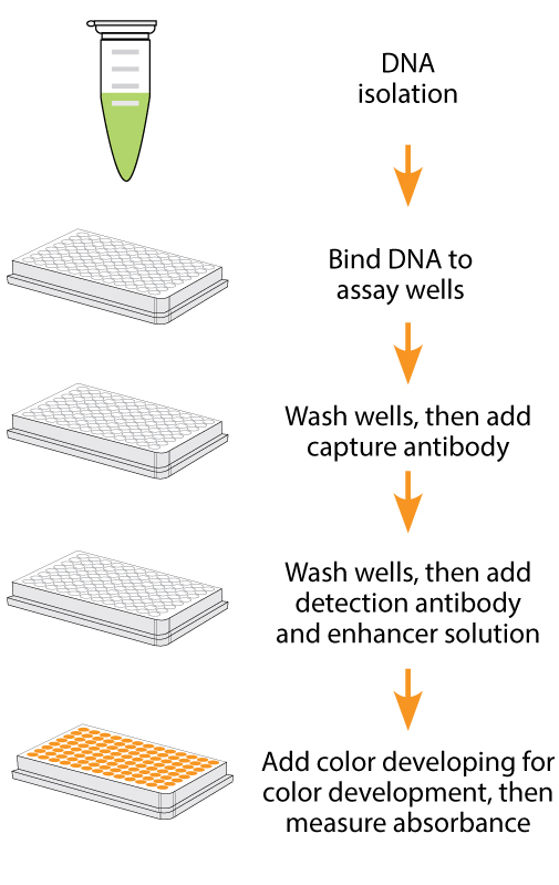 Schematic procedure of the MethylFlash m6A DNA Methylation ELISA Kit (Colorimetric).