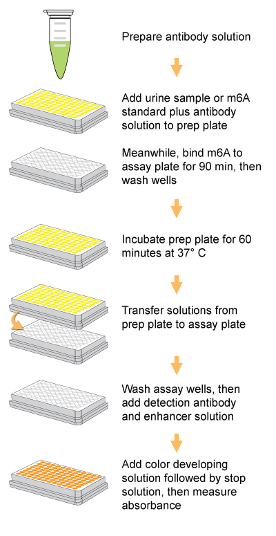 Schematic procedure of the MethylFlash Urine N6-methyladenosine (m6A) Quantification Kit (Colorimetric).