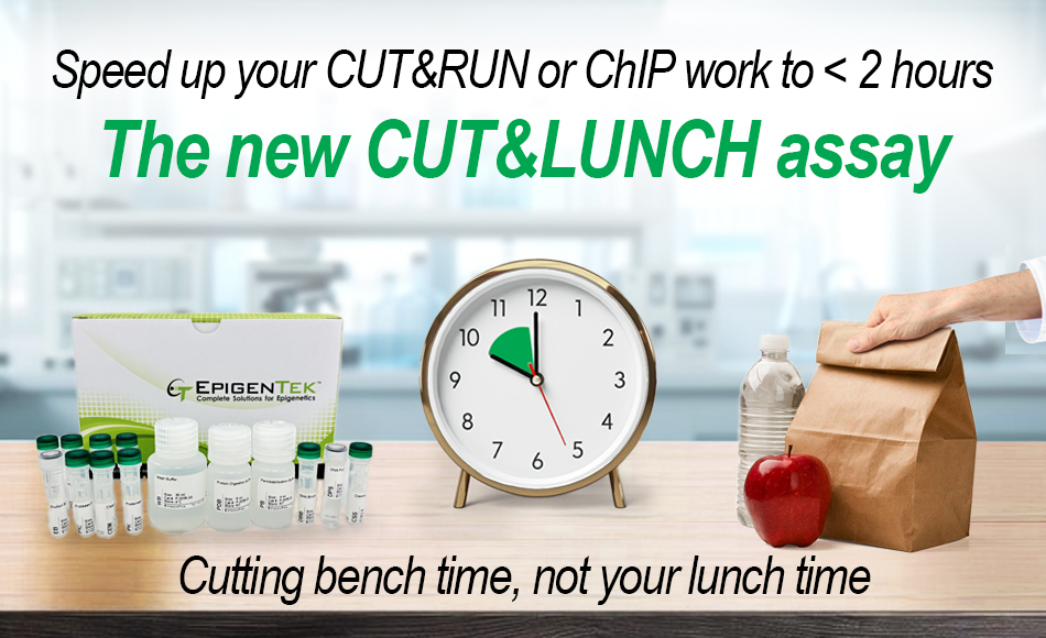 cut&lunch assay kit epinext finish before lunch
