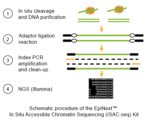 Schematic diagram of EpiNext ISAC Kit workflow for rapid chromatin accessibility profiling and epigenetic analysis in situ.