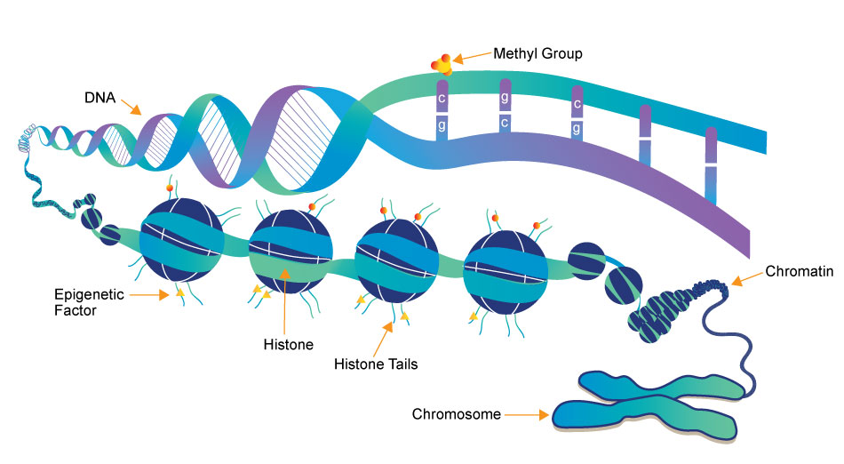 dna methylation illustration