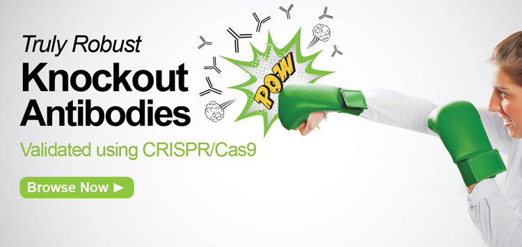Truly Robust Knockout (KO) Antibodies, validated using CRISPR/Cas9