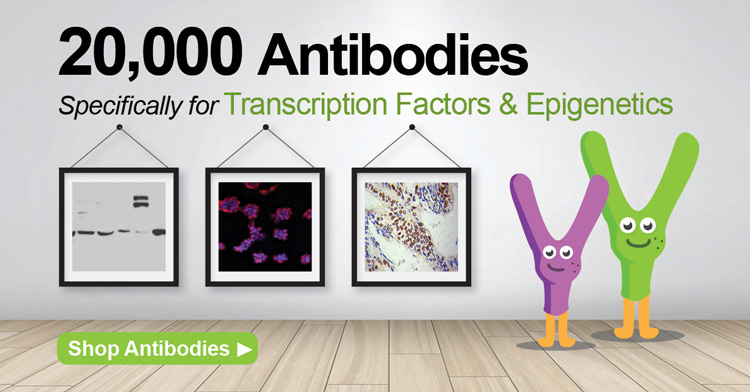 Antibodies