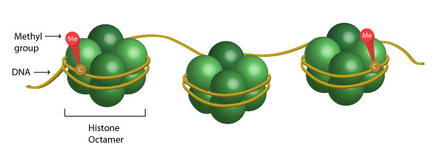 DNA methylation occurs by the addition of a methyl group to cytosine of DNA figure