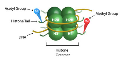 epigenetic histone modification figure adding or removing acetyl group to histone tails