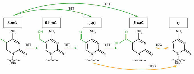 pathway detailing the process of DNA demethylation