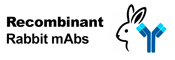 Recombinant Rabbit Monoclonal Antibodies