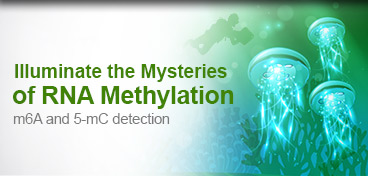 RNA Methylation