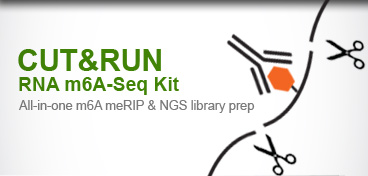 Global DNA Methylation