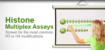 Histone Modification Studies