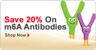 20% Off m6A Antibodies